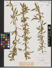 Foto von Salix alba L.